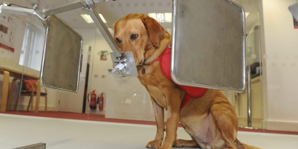 Ο σκύλος που έχει μυρίσει 550 περιπτώσεις καρκίνου