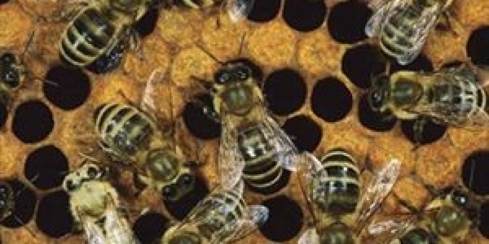 Μαθηματικές διάνοιες οι… μέλισσες
