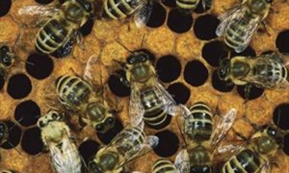 Μαθηματικές διάνοιες οι... μέλισσες
