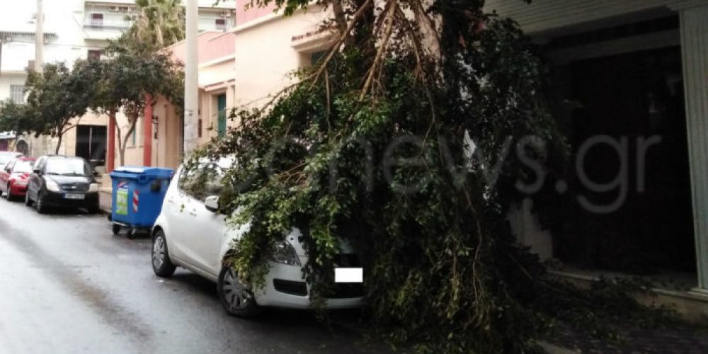 Χανιά :Δέντρο έπεσε πάνω σε αυτοκίνητο στα Δικαστήρια (Photos)