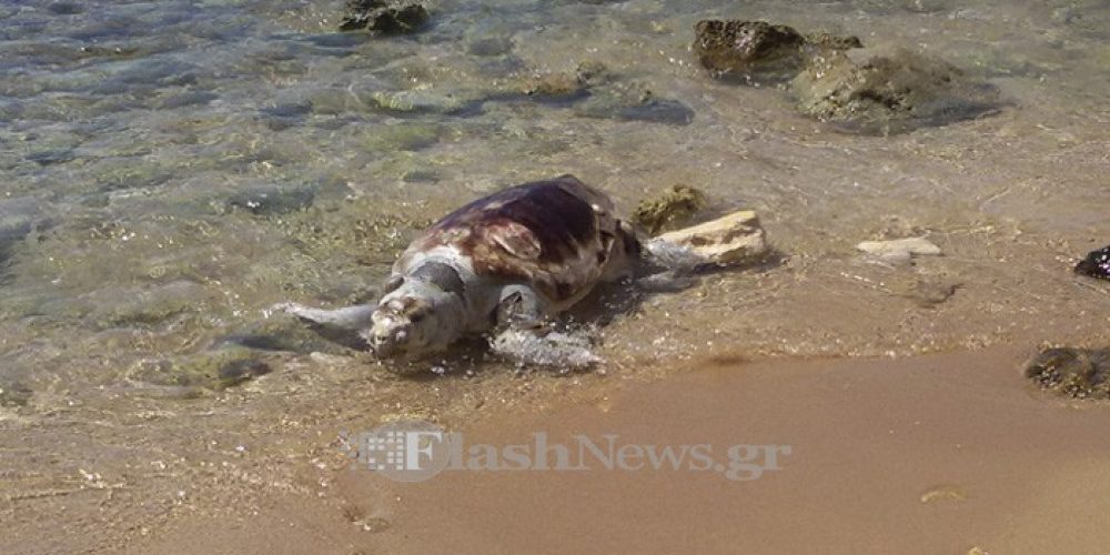 Νεκρή χελώνα Καρέτα – Καρέτα στην παραλία του Καλαθά στα Χανιά