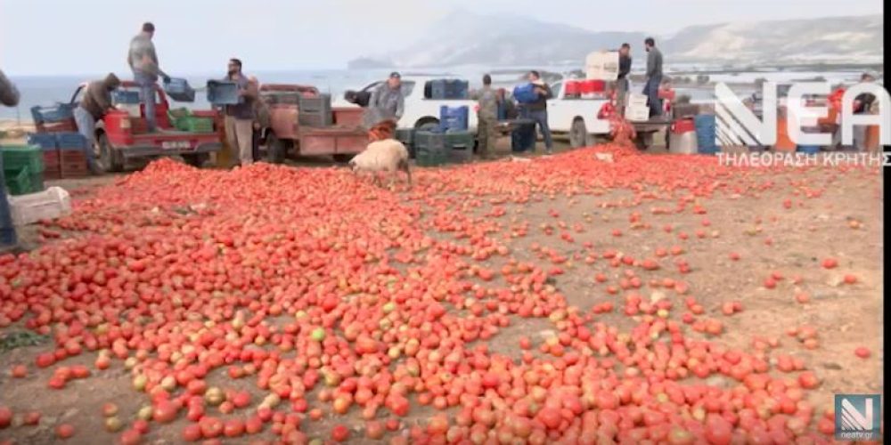 Χανιά: Αγρότες πετούν τόνους ντομάτας στην χωματερή (video)