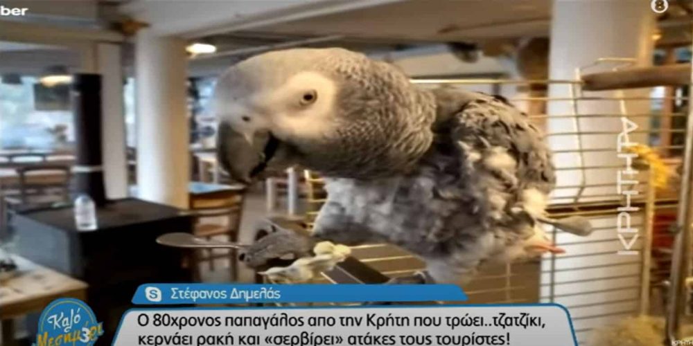 Κρητικός παπαγάλος ετών… 80 τρώει τζατζίκι, κερνάει ρακή και… ατάκες τους τουρίστες! (video)