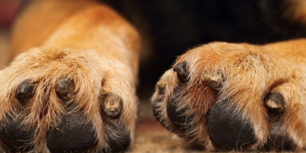 Κρήτη: Πρόστιμα και χειροπέδες σε δύο άνδρες για τα σκυλιά τους