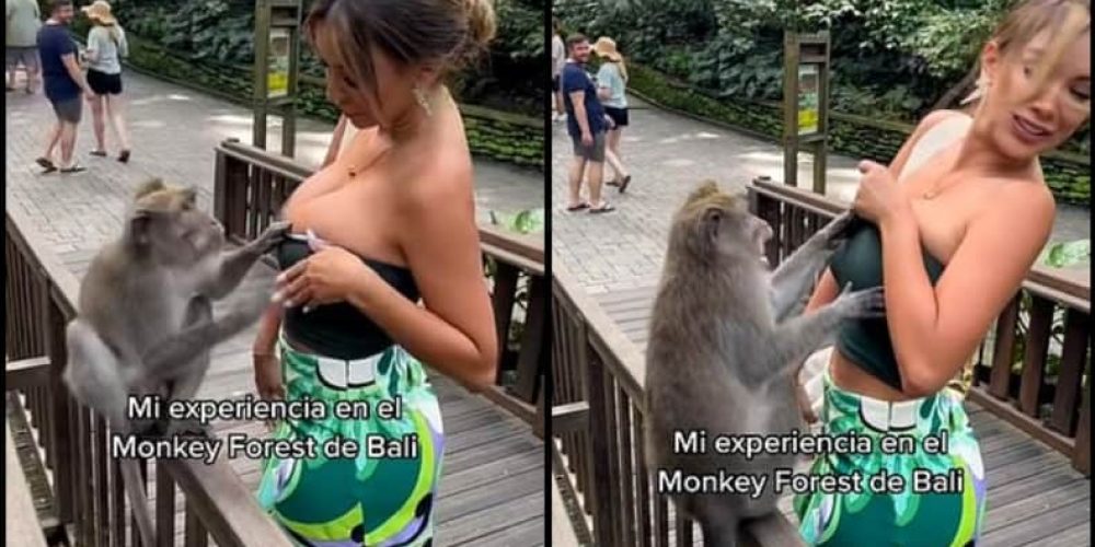 Πονηρή μαϊμού πήγε να ξεγυμνώσει 28χρονο μοντέλο, τραβώντας το μπουστάκι της (video)
