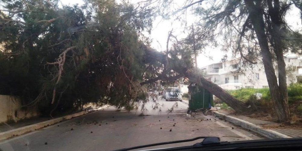 Από τύχη δεν συνέβη ατύχημα σε πτώση δέντρου στα Χανιά (φωτο)