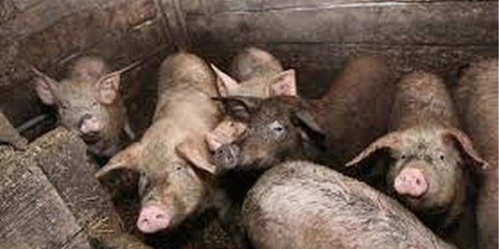 Φρικτός θάνατος για 56χρονη: Κατέρρευσε ανάμεσα στα γουρούνια και την έφαγαν ζωντανή
