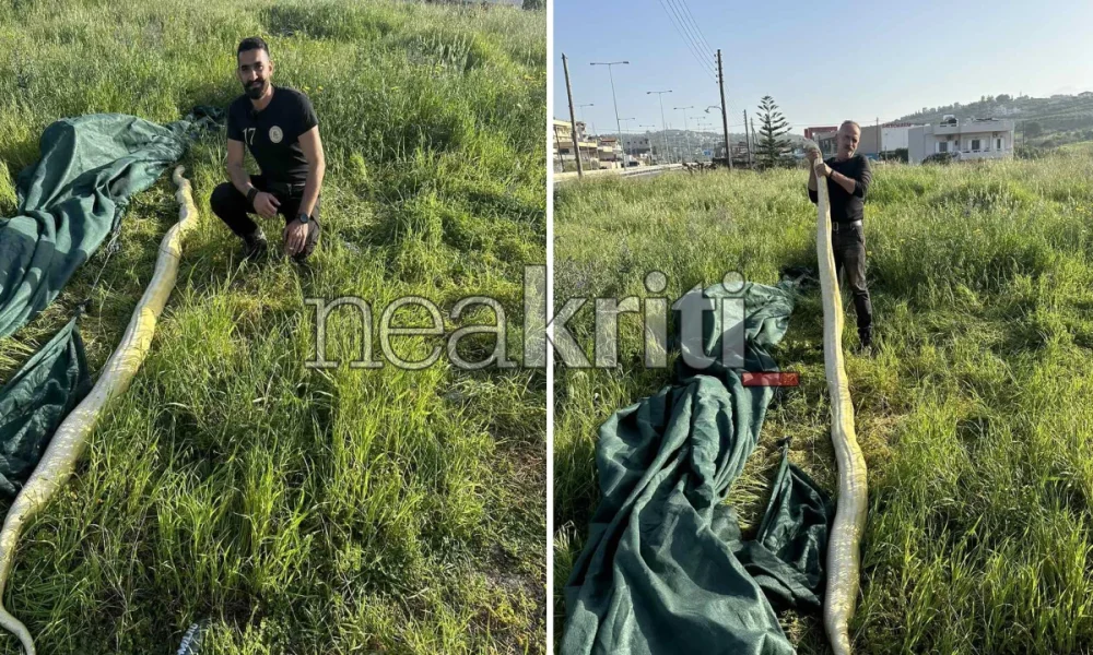 Κρήτη: Σοκ για δύο άνδρες - Βρήκαν γιγάντιο πύθωνα σε χωράφι (φωτο)
