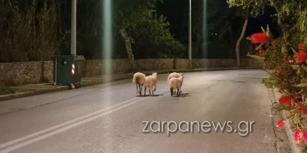 Χανιά: Βραδινή… έξοδος για πρόβατα – «Έκοβαν» βόλτες σε δρόμο στον Κλαδισό (video – φωτο)