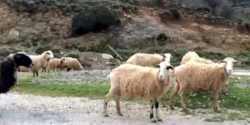 Χανιά: Η Αστυνομία μάζεψε 50 αδέσποτα πρόβατα και κατέληξαν στις… αγροτικές φυλακές!