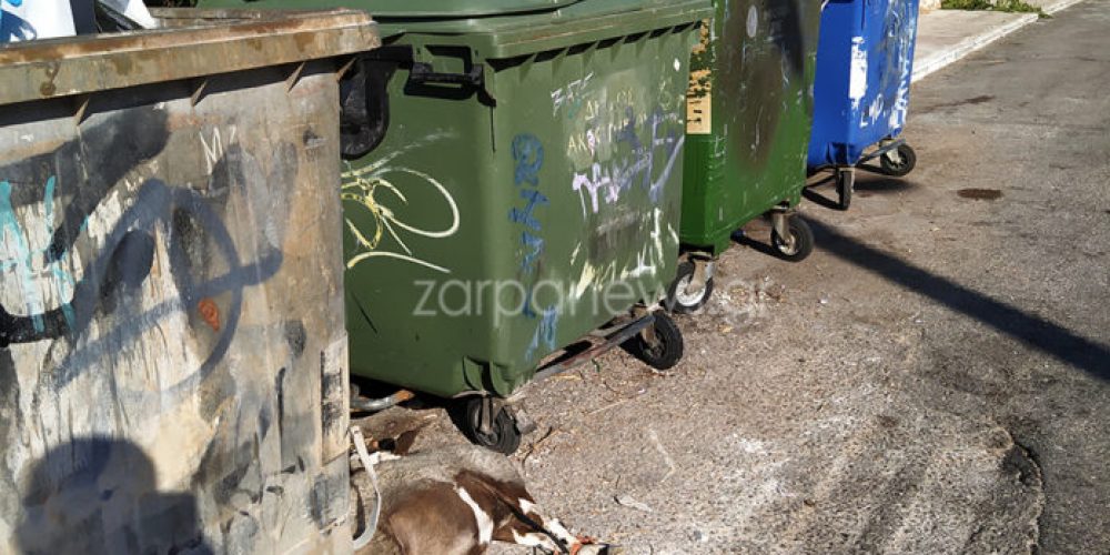 Θλιβερό θέαμα σε παιδική χαρά στα Χανιά – Πέταξαν νεκρό και δεμένο ζώο (photo)
