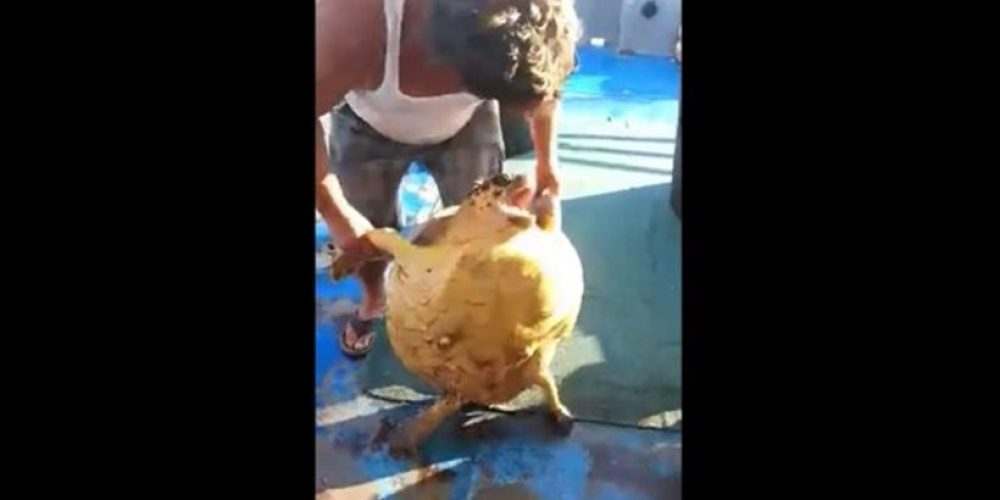 Κατερίνη: Στα «δίχτυα» της δικαιοσύνης ο ψαράς που βασάνισε χελώνα