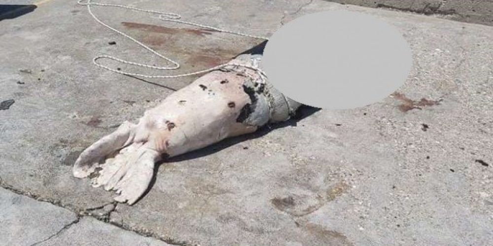 Κτηνωδία στην Κρήτη – Πυροβόλησαν φώκια στο κεφάλι (φωτο)