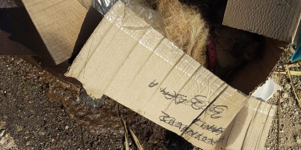 Χανιά: Πέταξαν ξανά νεκρό ζώο σε αυτοσχέδια χωματερή! (φωτο)