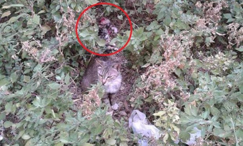 Κρήτη: Φρίκη ! Βρήκε κομματιασμένη την γάτα της στο κήπο της πολυκατοικίας (Photos)