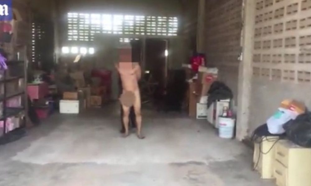 Συνελήφθη γυμνός αφού τον έπιασαν να κάνει σεξ με αγελάδα