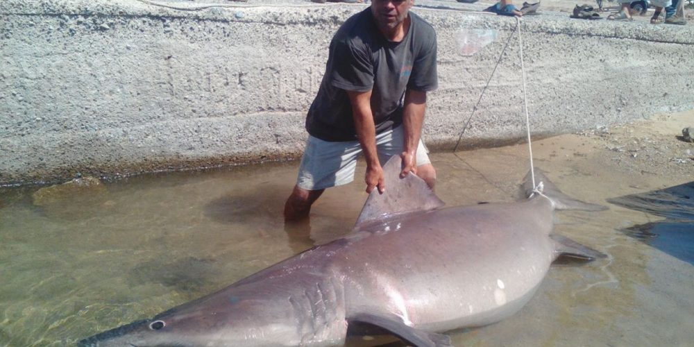 Χανιά: Έβγαλαν καρχαρία! Δείτε που τον ψάρεψαν (φωτο)