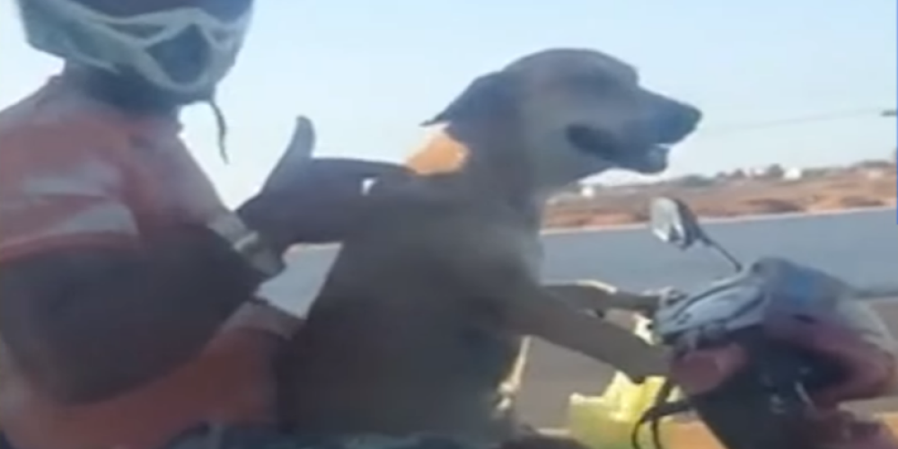 Σκύλος οδηγεί μηχανή και πάει βόλτα τους ιδιοκτήτες του (video)