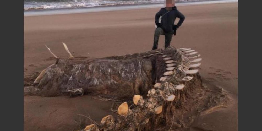 Γιγάντιος σκελετός ξεβράστηκε σε παραλία – Είναι το τέρας του Λοχ Νες;