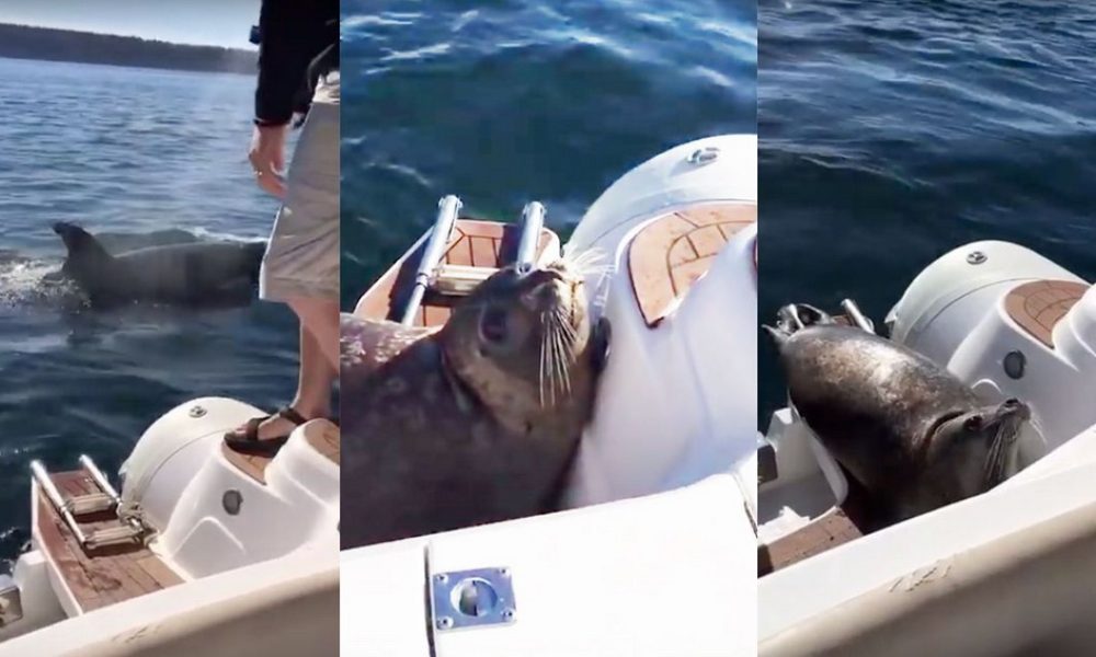 H απίστευτη φώκια που πήδηξε στη βάρκα ανθρώπων για να γλιτώσει από φάλαινες δολοφόνους (video)
