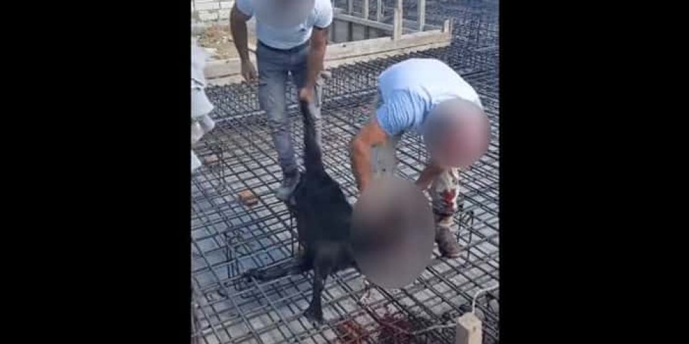 Χανιά: Βίντεο με σφαγή ζώου σε θεμέλια οικοδομής προκαλεί αντιδράσεις – ΠΡΟΣΟΧΗ ΣΚΛΗΡΕΣ ΕΙΚΟΝΕΣ