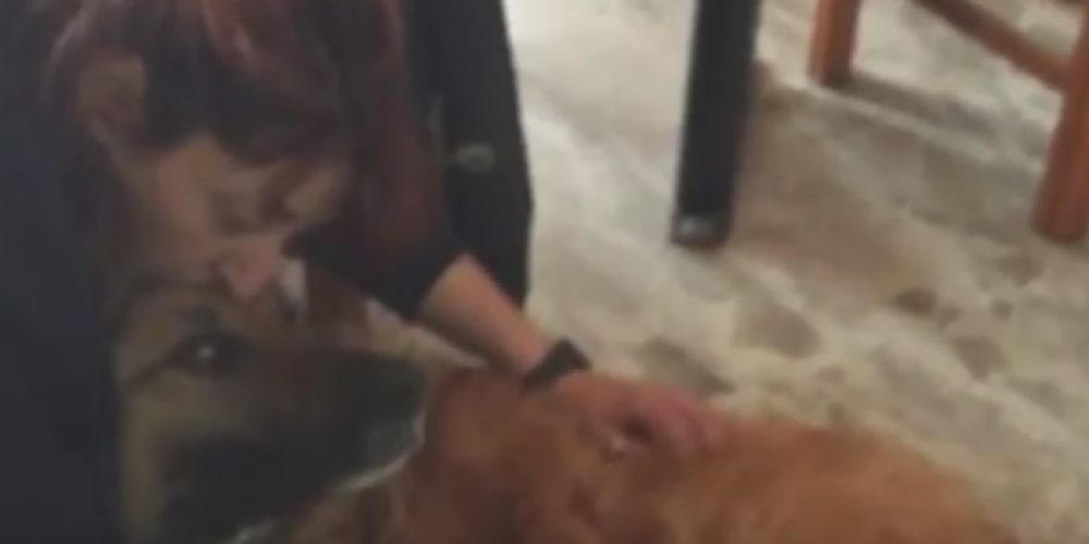 Αστυνομικός στον Άγιο Νικόλαο πυροβόλησε σκύλο και συνελήφθη! (βίντεο)
