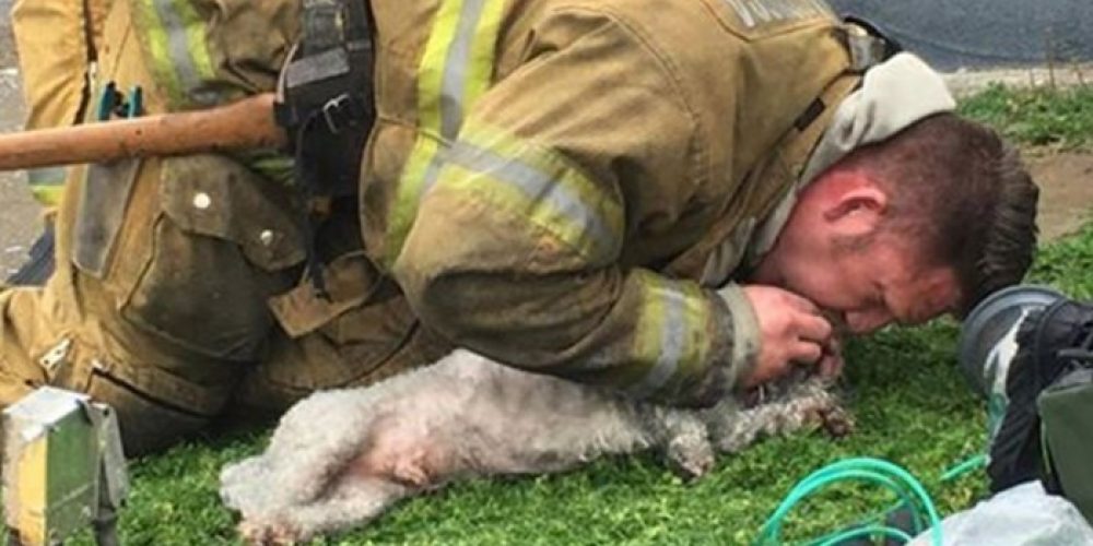 Καλιφόρνια: Πυροσβέστες έκαναν τεχνητή αναπνοή σε σκυλάκι επί 20 λεπτά
