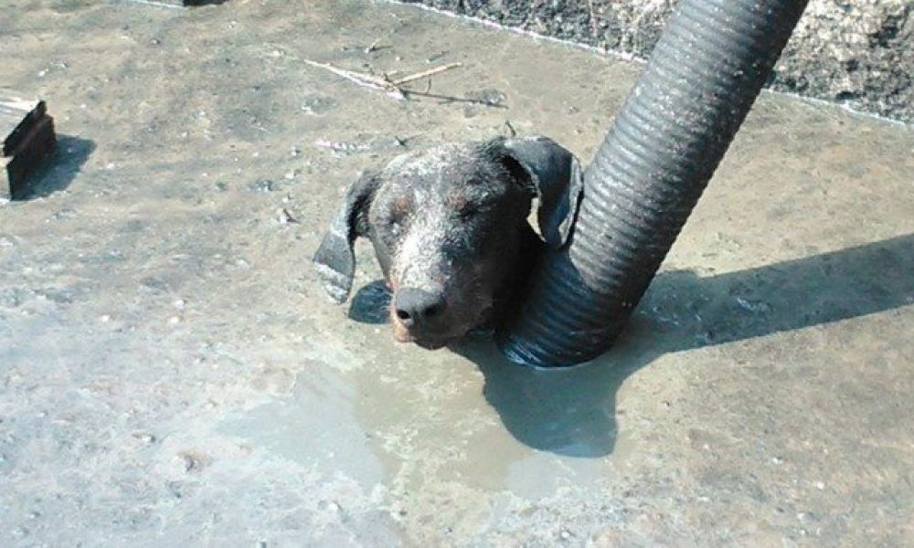 Κρήτη: Σκυλίτσα παγιδεύτηκε σε δεξαμενή αποβλήτων