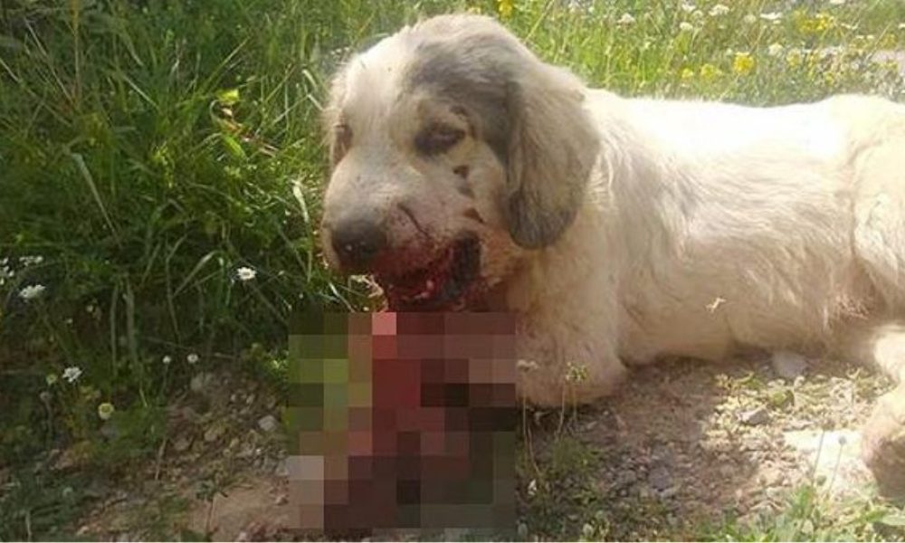 Σοκαριστική κακοποίηση σκύλου στην Καλαμάτα