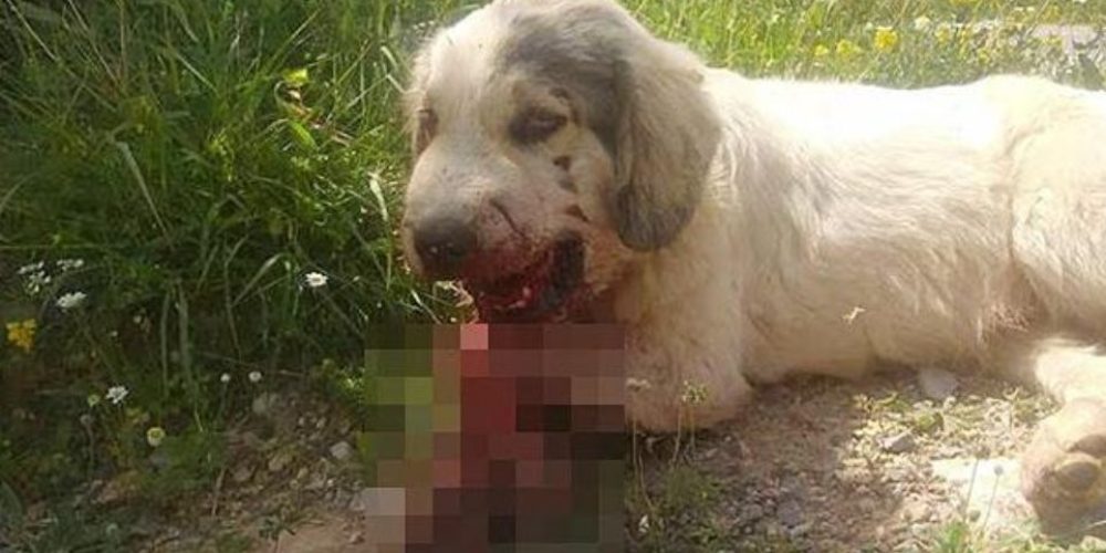 Σοκαριστική κακοποίηση σκύλου στην Καλαμάτα (φωτο)