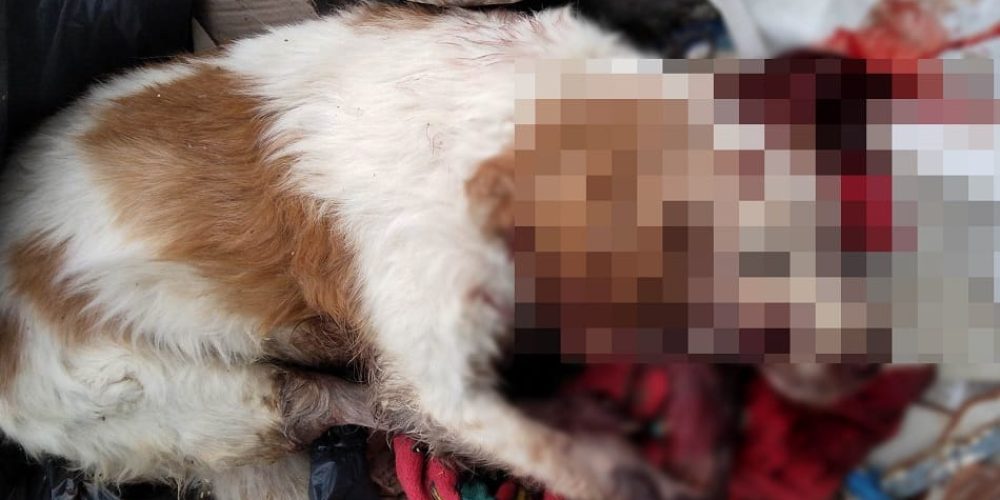 Χανιά: Κτηνωδία – Σκύλος βρέθηκε νεκρός στα σκουπίδια! (Εικόνες που προκαλούν Σοκ)