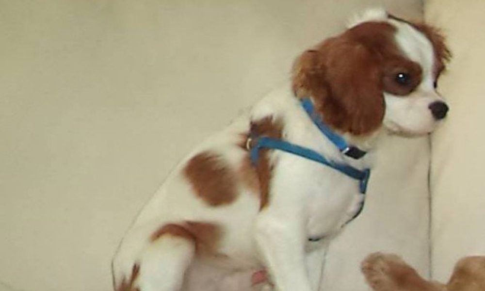 Κρήτη: Δίνει 5.000 ευρώ σε όποιον βρει το σκυλάκι της που χάθηκε