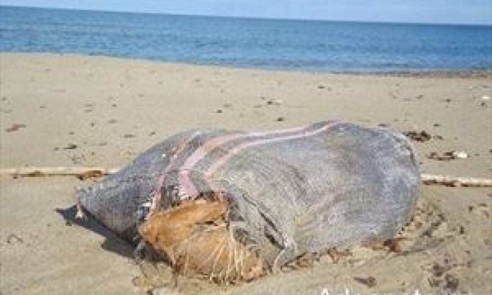 Πνιγμένο σκυλί μέσα σε τσουβάλι ξεβράστηκε σε παραλία του Ρέθυμνου