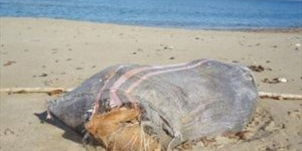 Πνιγμένο σκυλί μέσα σε τσουβάλι ξεβράστηκε σε παραλία του Ρέθυμνου