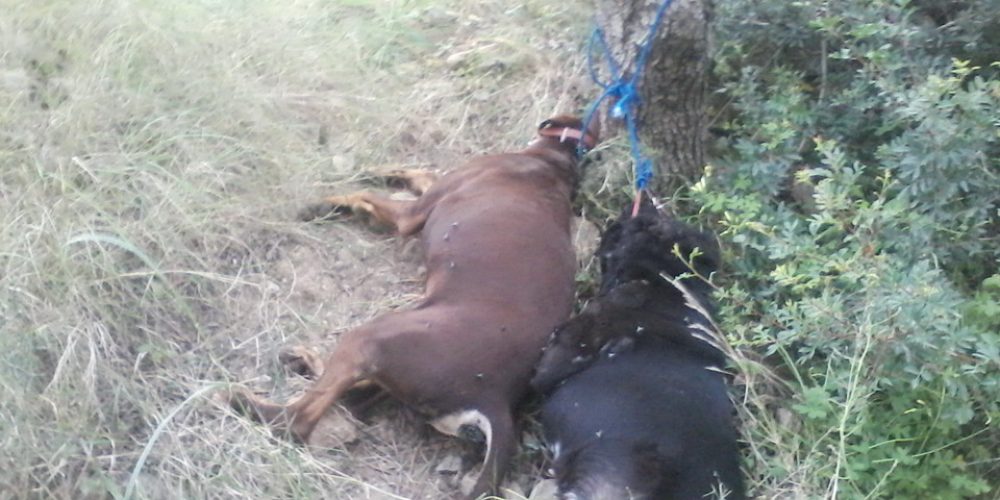Φρίκη από νέες υποθέσεις κακοποίησης ζώων στα Χανιά (φωτο)