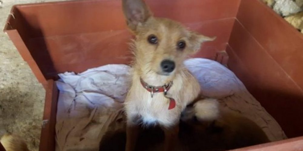 Πέταξαν σκυλίτσα με τα κουταβάκια της σε κάδο στα Χανιά