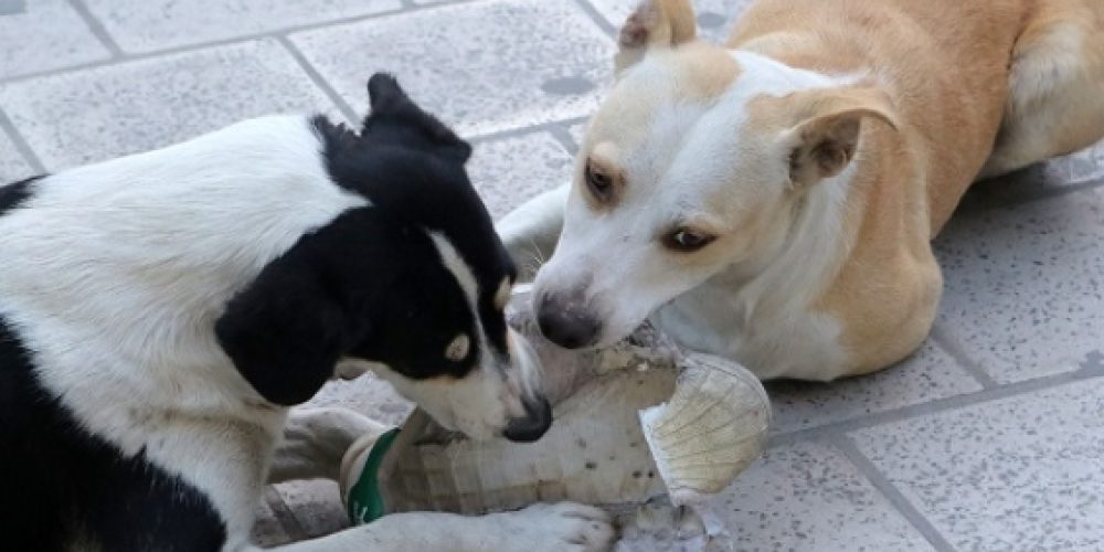 Κρήτη: Επαναλαμβανόμενα κρούσματα κτηνωδίας με τη θανάτωση σκύλων