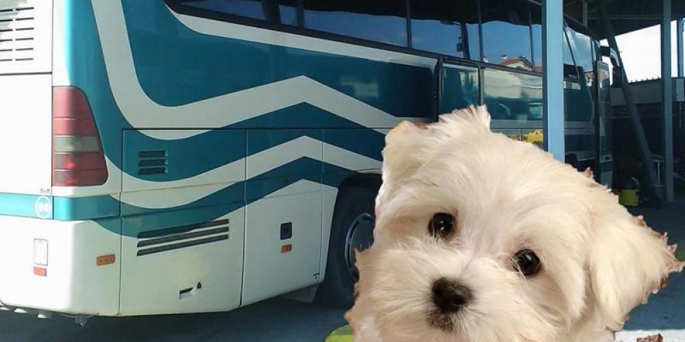 Κρήτη: Οδηγός ΚΤΕΛ ζήτησε απο επιβάτιδα να βάλει το σκυλάκι της στις αποσκευές