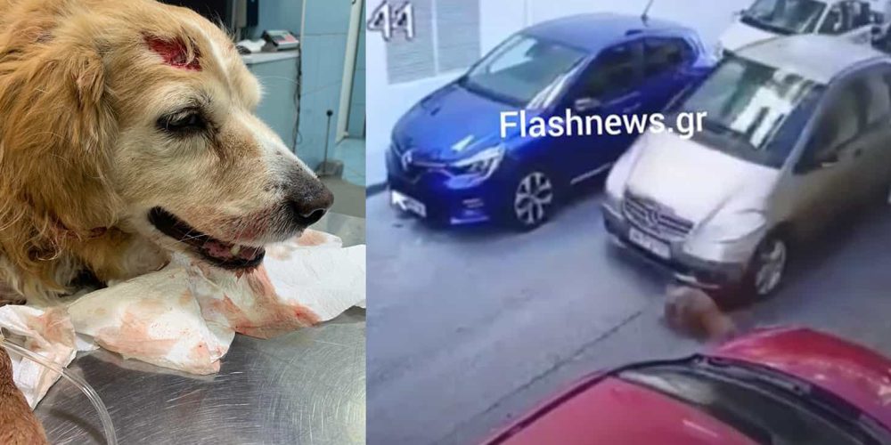 Κρήτη: Αυτοκίνητο πατάει εν ψυχρώ σκύλο – Συνελήφθη και οδηγείται στο αυτόφωρο η οδηγός