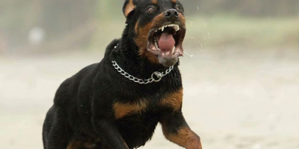 Πρόστιμο 30.000 ευρώ γιατί σκότωσε αδέσποτο σκύλο που του επιτέθηκε