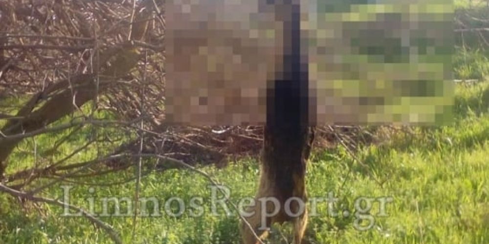 Απίστευτη κτηνωδία: Κρέμασαν σκύλο σε δέντρο