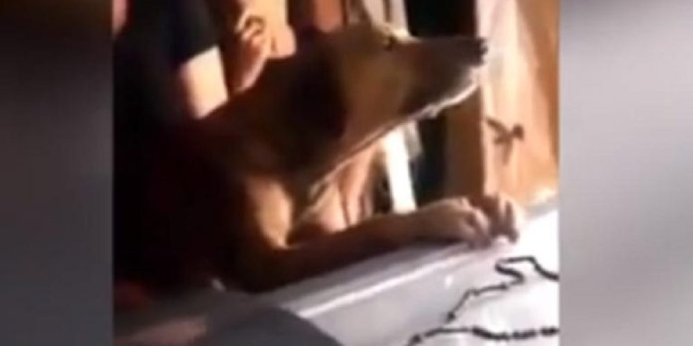 Σπάει καρδιές ο σκύλος που κλαίει πάνω από το φέρετρο του αφεντικού του (Video)