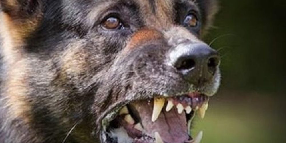 Χανιά: Σκύλος δάγκωσε τον διαρρήκτη καταστήματος