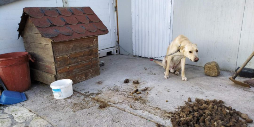Χανιά: Σύλληψη για κακοποίηση σκύλου – Τον παράτησε αλυσοδεμένο και μέσα στα… περιττώματα (φωτο)