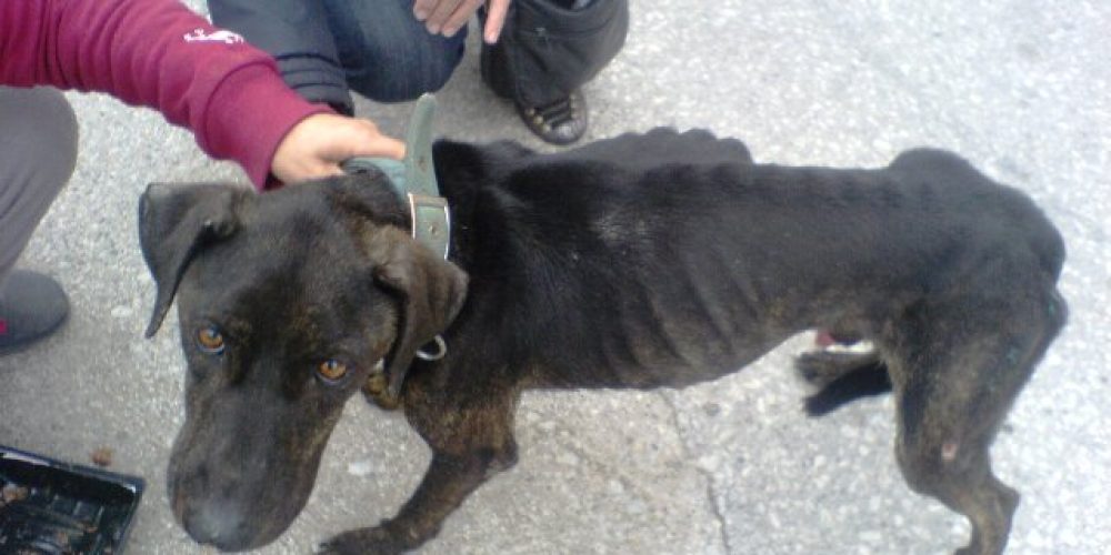 Σοκ: Πέταξαν ζωντανό,σκελετωμένο σκύλο σε κάδο σκουπιδιών στα Χανιά!