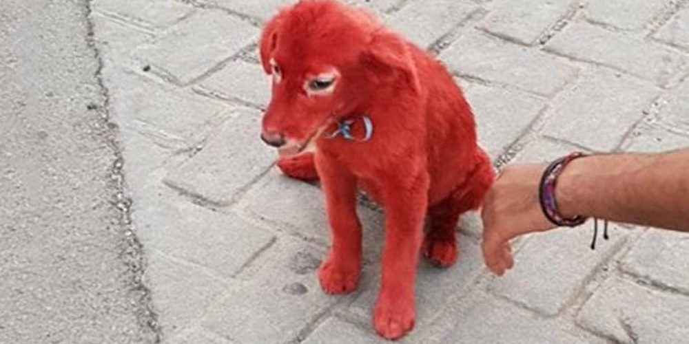 Εικόνες-σοκ στη Χαλκίδα: Έβαψαν σκυλάκι με κόκκινη βαφή μαλλιών και το παράτησαν στους δρόμους!