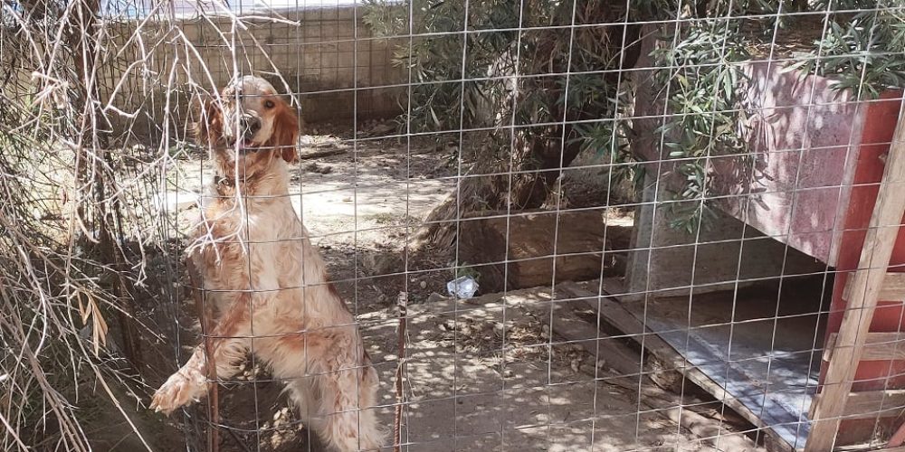Χανιά: Στα κρατητήρια Χανιώτισσα με δύο ανήλικα παιδιά για την πόρτα του… σκυλόσπιτου (φωτο)