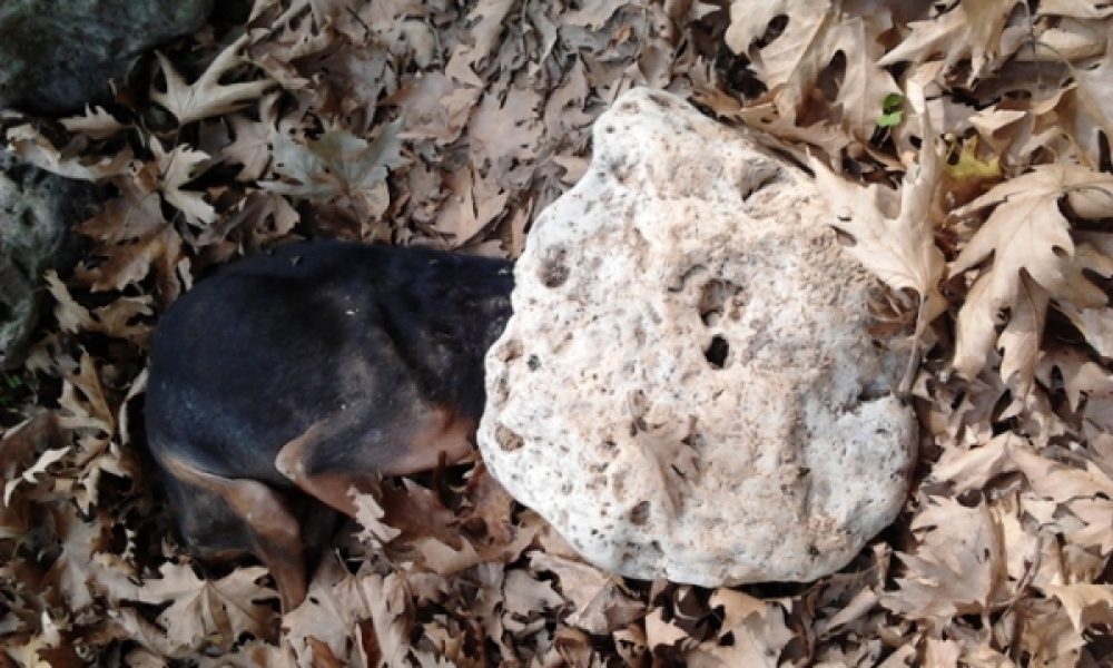 Χανιά: Φρίκη Υπάνθρωπος έλιωσε το κεφάλι σκυλιού με πέτρα Σκληρές (photos)