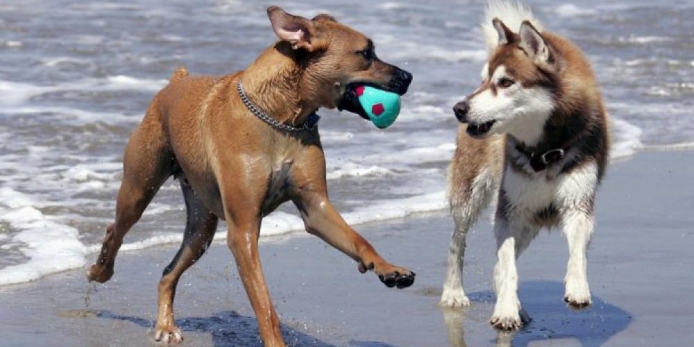 Επιτρέπονται οι σκύλοι στις παραλίες; Δες εδώ