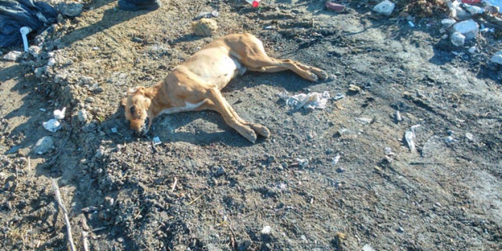 Κρήτη:Επικήρυξαν με 5.000 ευρώ τον επικίνδυνο εγκληματία που σκοτώνει σκυλιά